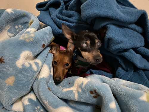 コタロウくんとキナコちゃん