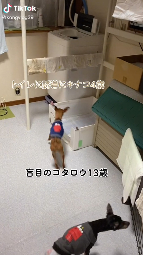 誘導する犬