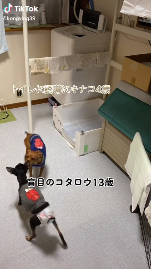 コタロウくんにタッチするキナコちゃん