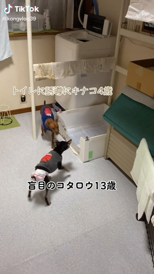 トイレに近づくコタロウくん