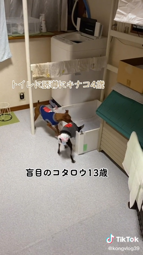 トイレに入ったコタロウくん