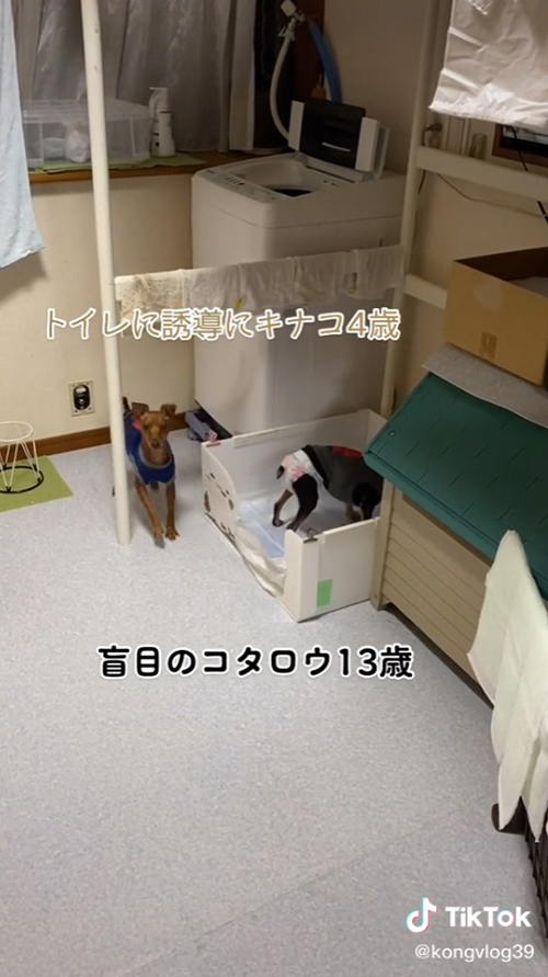 こちらを見るキナコちゃん