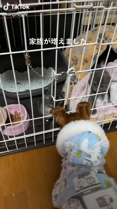 猫ちゃんたちを見つめるキナコちゃん