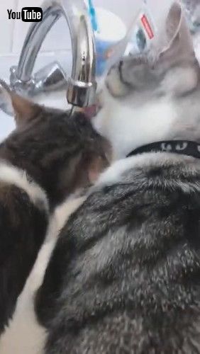 「Thirsty Cats Crowd Sink for a Drink || ViralHog」