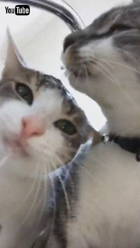 「Thirsty Cats Crowd Sink for a Drink || ViralHog」