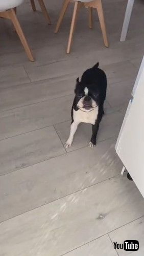 「Boston Terrier Lost Toy in Peculiar Spot || ViralHog」