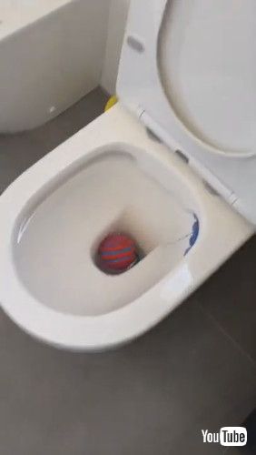 「Boston Terrier Lost Toy in Peculiar Spot || ViralHog」