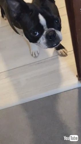 「Boston Terrier Lost Toy in Peculiar Spot || ViralHog」