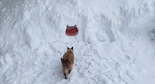 ももとみらいさん