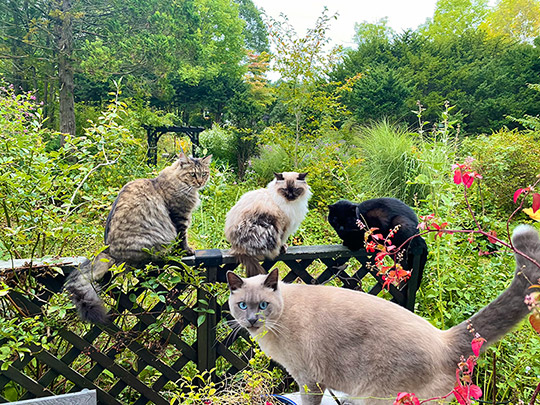 ももとみらいさん