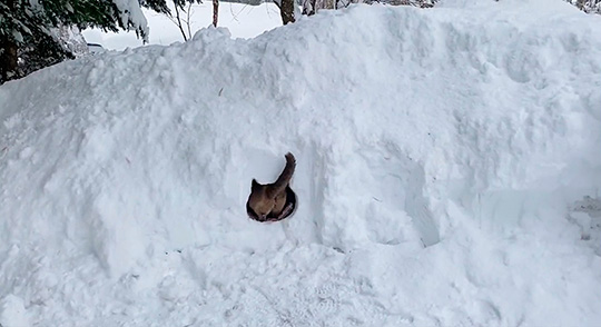 ももとみらいさん