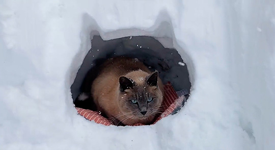 ももとみらいさん