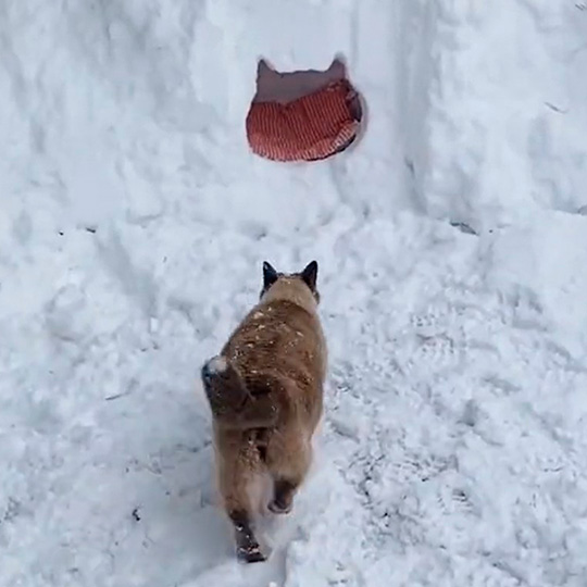 ももとみらいさん