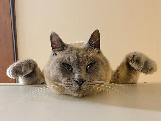 ももとみらいさん