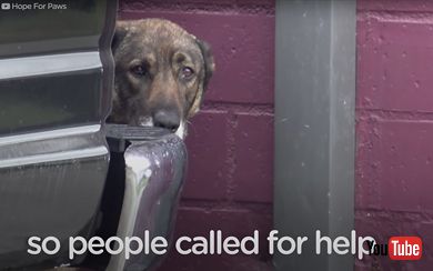 鳴いていたジャーマンシェパードを保護