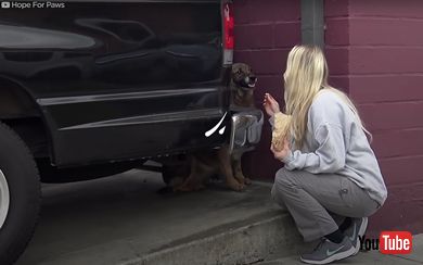 鳴いていたジャーマンシェパードを保護