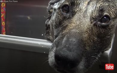 鳴いていたジャーマンシェパードを保護