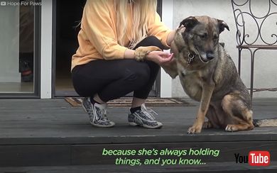 鳴いていたジャーマンシェパードを保護