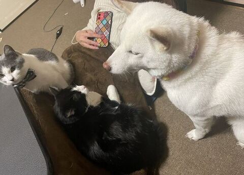 妻の周りに集まるわんにゃん