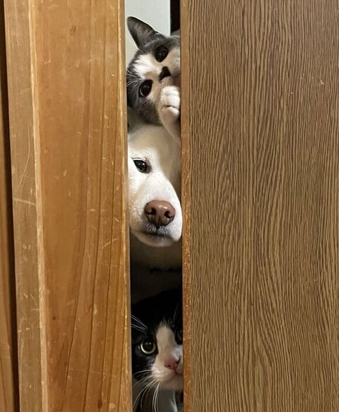 のぞいてる3きょうだいアップ