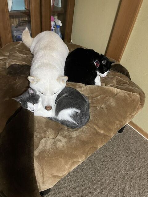 ベッドで寝るわんにゃん