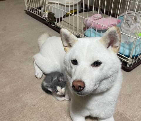 小さい柚ちゃんとさくらちゃん