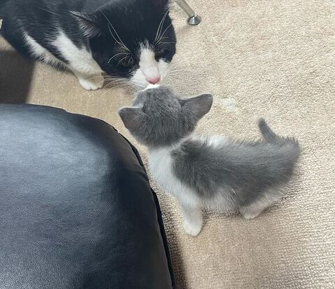 小さい柚ちゃんと百福くん