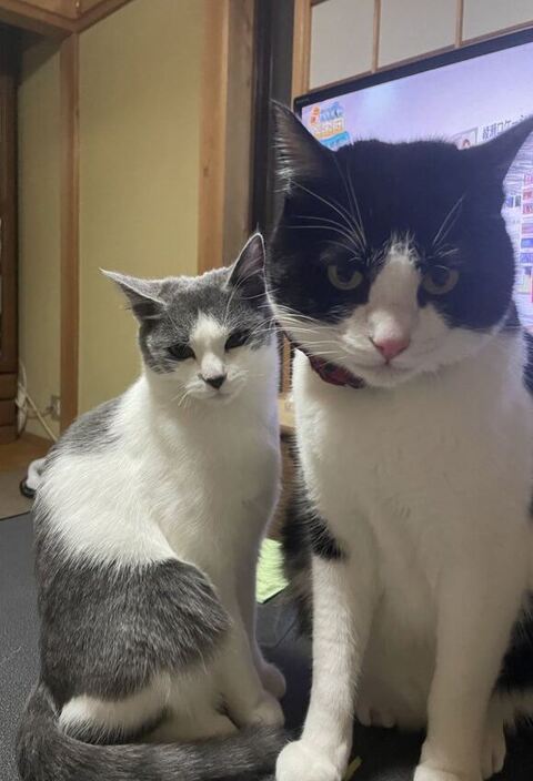 にゃんずふたり