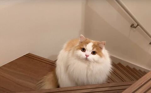 階段にいるレモンくん