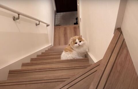 階段の途中から見るレモンくん