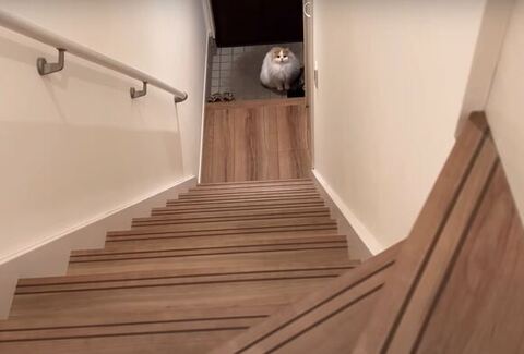 玄関にいるレモンくん