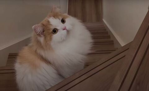 飼い主さんを見てるレモンくん