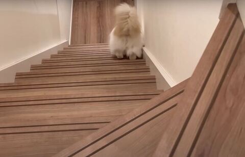 ベルをならすこむぎくん後ろ姿