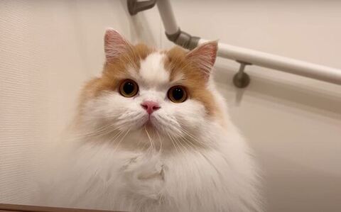 レモンくん正面