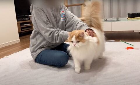 なでられるレモンくん