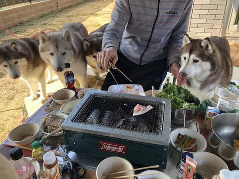 ハスキー