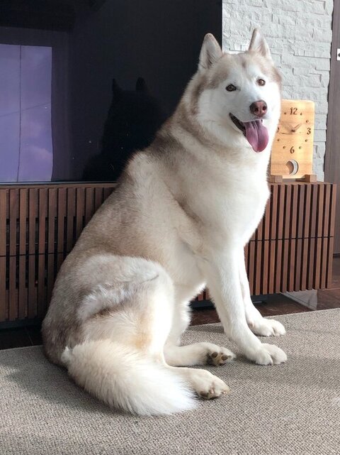 お座りしてるヴィヴィアンくん