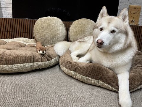 クッションに座るヴィヴィアンくん