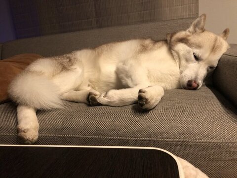 ベッドで寝るヴィヴィアンくん