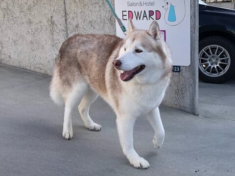 笑顔で歩いてるヴィヴィアンくん