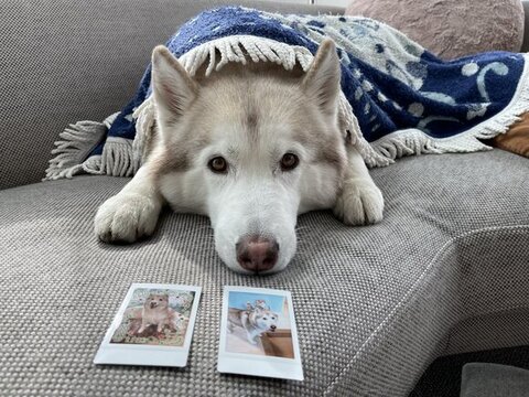 写真を目の前にソファで寝そべるヴィヴィアンくん