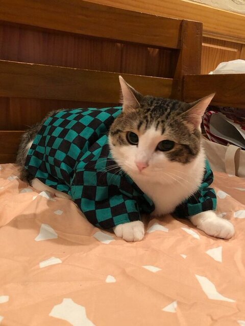 コスプレするジャスパーくん