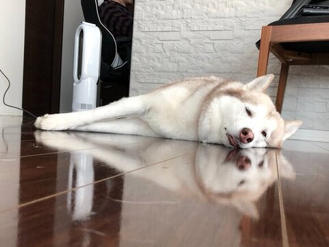 フローリングに寝るヴィヴィアンくん