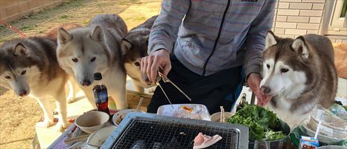 ハスキーがお肉を待つ列