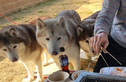ハスキー3匹がお肉を待つ