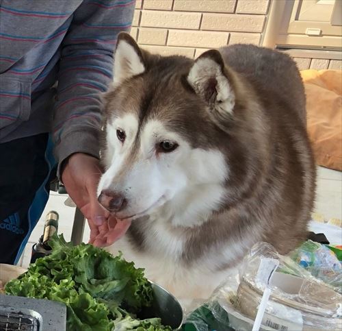 ハスキー1匹がお肉を待つ