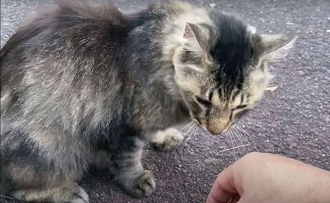 野良猫の頃のしょうちゃん
