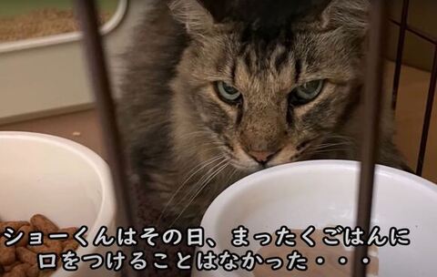 にらんでいるようなしょうちゃん