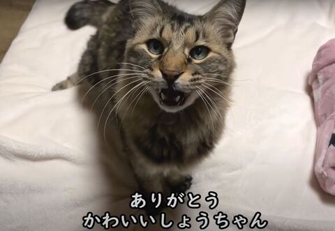 お返事するしょうちゃん