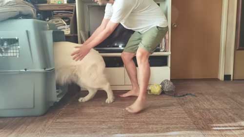 ハウスへ逆戻り